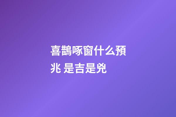 喜鵲啄窗什么預兆 是吉是兇